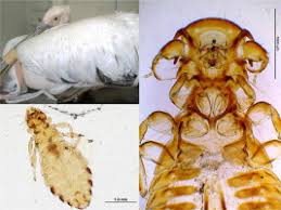 Attēlu rezultāti vaicājumam “Phthiraptera”