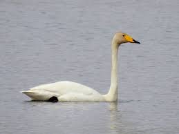 Attēlu rezultāti vaicājumam “Cygnus cygnus adult”