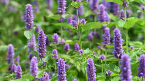 Attēlu rezultāti vaicājumam “Hyssopus officinalis”