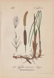 Image result for Rohrkolben