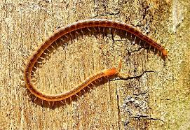 Attēlu rezultāti vaicājumam “Geophilidae”