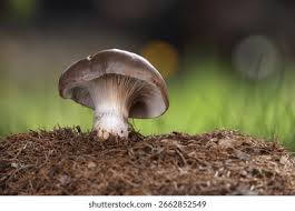 Attēlu rezultāti vaicājumam “Boletales”