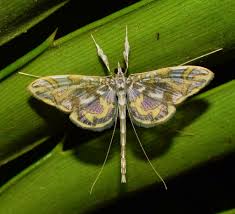 Attēlu rezultāti vaicājumam “Pyralididae”