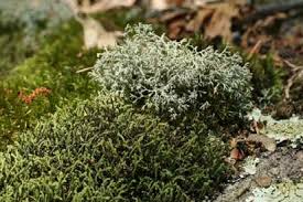 Attēlu rezultāti vaicājumam “Paraleucobryum longifolium sporophyte”