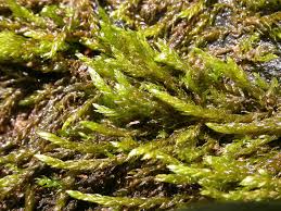 Attēlu rezultāti vaicājumam “Hygroamblystegium tenax”