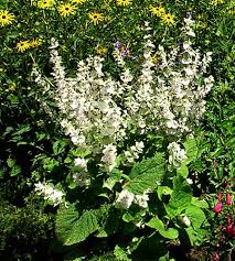 Image result for Salvia sclarea