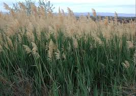 Attēlu rezultāti vaicājumam “Phragmites communis flower”