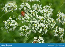 Attēlu rezultāti vaicājumam “Chaerophyllum aromaticum”