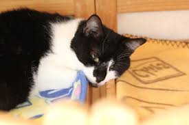 猫次郎에 대한 이미지 검색결과