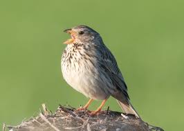 Image result for Emberiza calandra