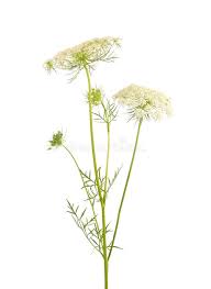 Attēlu rezultāti vaicājumam “Daucus sativus flower”