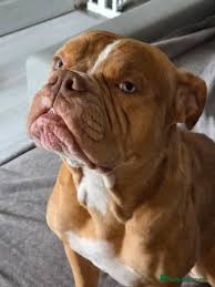 Image result for Banbury Bulldogs