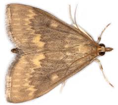 Attēlu rezultāti vaicājumam “Ostrinia nubilalis”