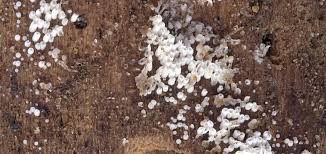 Attēlu rezultāti vaicājumam “Henningsomyces candidus”