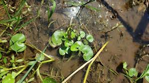 Attēlu rezultāti vaicājumam “Hydrocharis morsus-ranae leaf”