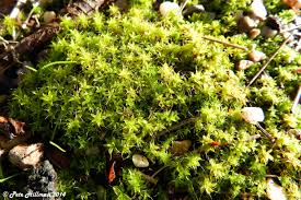 Attēlu rezultāti vaicājumam “Syntrichia ruralis var. ruralis”