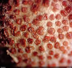 Attēlu rezultāti vaicājumam “Lycogala fuscoolearium macro”
