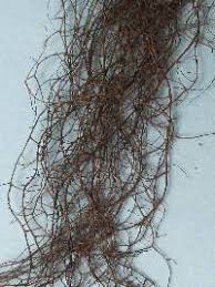 Attēlu rezultāti vaicājumam “Bryoria capillaris”