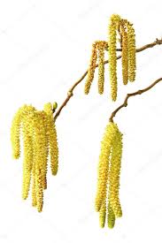 Attēlu rezultāti vaicājumam “Corylus avellana male flower”