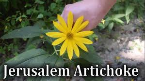 Attēlu rezultāti vaicājumam “Helianthus tuberosus leaf”