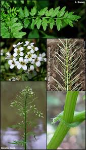 Attēlu rezultāti vaicājumam “Cardamine amara leaf”