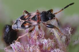 Attēlu rezultāti vaicājumam “Scolopostethus thomsoni”