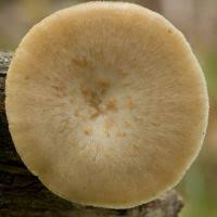 Attēlu rezultāti vaicājumam “Polyporus tuberaster”
