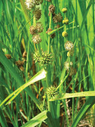 Attēlu rezultāti vaicājumam “Sparganiaceae”