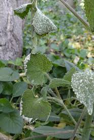 Attēlu rezultāti vaicājumam “Lunaria annua leaf”