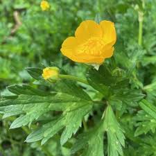 Attēlu rezultāti vaicājumam “Ranunculus cassubicus bud”