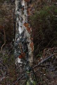 Attēlu rezultāti vaicājumam “Exidia repanda”