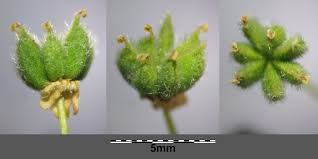 Attēlu rezultāti vaicājumam “Filipendula vulgaris fruit”