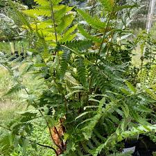 Attēlu rezultāti vaicājumam “Dryopteris”