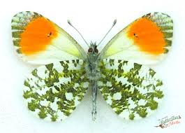 Attēlu rezultāti vaicājumam “Anthocharis cardamines underside”