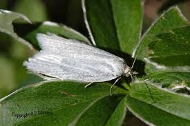 Attēlu rezultāti vaicājumam “Eana argentana”