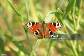 Attēlu rezultāti vaicājumam “Inachis io”