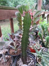 Attēlu rezultāti vaicājumam “Euphorbiaceae”