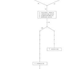 Attēlu rezultāti vaicājumam “Thamnobryum subserratum”
