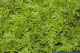 Attēlu rezultāti vaicājumam “Plagiomnium undulatum”