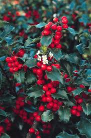 Attēlu rezultāti vaicājumam “Ilex x meserveae”