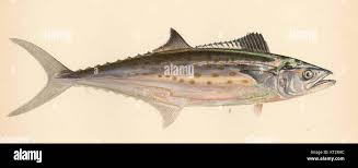 Image result for Scomberomorus maculatus