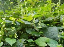 Attēlu rezultāti vaicājumam “Fallopia convolvulus”