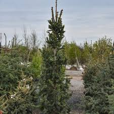 Attēlu rezultāti vaicājumam “Picea abies fo. virgata fruit”