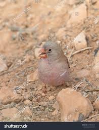 Image result for Bucanetes githagineus