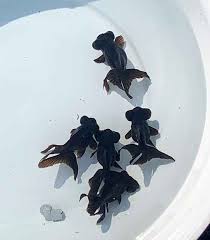 Image result for 出目金