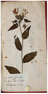 Attēlu rezultāti vaicājumam “Centaurea phrygia”