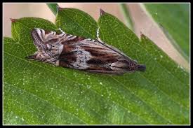 Attēlu rezultāti vaicājumam “Eucosma aspidiscana”