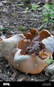 Attēlu rezultāti vaicājumam “Peziza repanda”