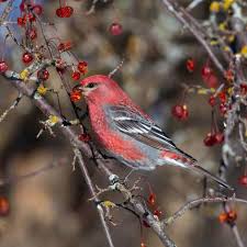 Attēlu rezultāti vaicājumam “Pinicola enucleator adult”