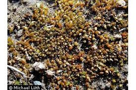 Attēlu rezultāti vaicājumam “Acaulon muticum”